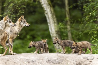 The wolf pack with adults and small pups moving together through the forest, European grey gray