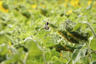 European goldfinch (Carduelis carduelis) in a sunflower field, July, Saxony, Germany, Europe