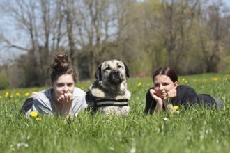 Kangal, Anatolian guard dog, lying with two girls in a dandelion (Taraxacum) Allgäu, Bavaria,