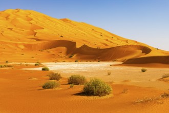 Wind-sculpted curved sand dunes with green vegetation, in the Rub al Khali desert, Dhofar province,