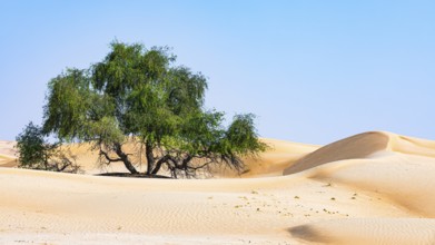 Trees in front of sand dunes, Rub al Khali desert, Dhofar province, Arabian Peninsula, Sultanate of