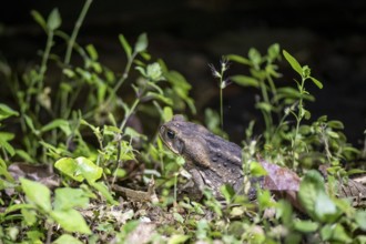 Aga toad also known as giant toad (Rhinella horribilis), sits on the forest floor at night in the