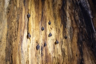 Bats hanging inside a hollow tree, tropical rainforest, Corcovado National Park, Osa Peninsula,