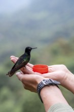 Velvet-purple coronet (Boissonneaua jardini), sitting on a hand, Mindo Forest Reserve, Mindo,