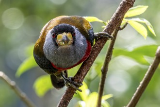 Toucan barbet (Semnornis ramphastinus), Mindo Forest Reserve, Mindo, Ecuador, South America