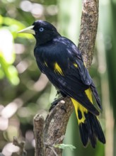 Yellow rumped cacique (Cacicus cela), Aviario Nacional de Colombia, Via Baru, Province of