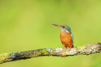 Common kingfisher (Alcedo atthis) sitting on a branch with autumncolours, wildife, Catalonia,