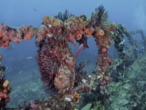 Underwater image of a coral-covered shipwreck, alive with marine life in a blue environment, dive