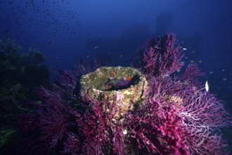 Round structures surrounded by purple Violescent sea-whips (Paramuricea clavata) in a blue