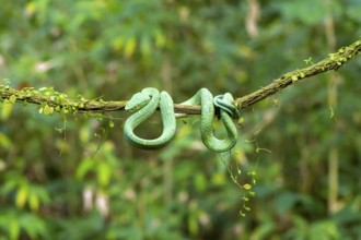 Bothriechis lateralis (Bothriechis lateralis), sitting on a branch, Heredia province, Costa Rica,