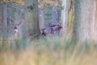 Fallow deer (Dama dama), Germany, Europe