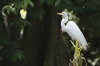 Great White Egret (Ardea alba), Tortuguero National Park, Costa Rica, Central America