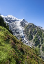 Mountain landscape with alpine roses, view of glacier Glacier de Taconnaz, Chamonix, Haute-Savoie,