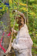 Goat eating on tree trunk standing in green forest, forest pasture project, compensation for