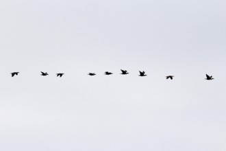 Cormorants, September, Mecklenburg-Western Pomerania, Germany, Europe