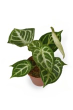 Potted exotic 'Silver Blush Anthurium Crystallinum' houseplant with beautiful lace pattern on