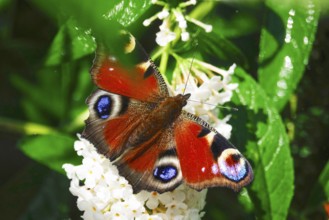 Peacock butterfly (Inachis io), September, Mecklenburg-Western Pomerania, Germany, Europe