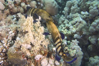 Pair of peacock groupers (Cephalopholis argus) during courtship, mating, dive site House Reef,