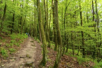 Forest below the Bruchhauser Steine, in the Hochsauerland district, rock formations with four main