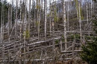 Dead spruce trees, broken by wind, lying in disarray, forest dieback in the Arnsberg Forest nature