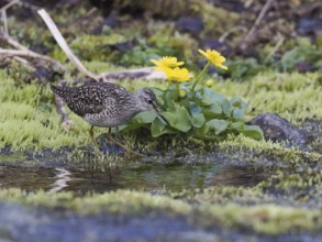 Wood Sandpiper (Tringa glareola), adult, foraging in a stream, Finmark, Norway, Europe