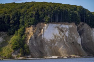 The chalk cliffs of Rügen, cliffs of the Stubbenkammer, in the Jasmund National Park, view of the