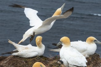 Breeding of a pair of northern gannets (Morus bassanus), nest, breeding, take-off, beak, plumage,