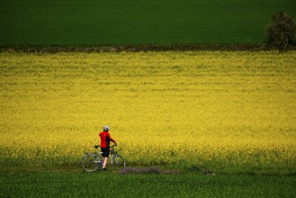 Country road at a blooming rape field, cyclist, landscape near Mülheim an der Ruhr, Germany, Europe