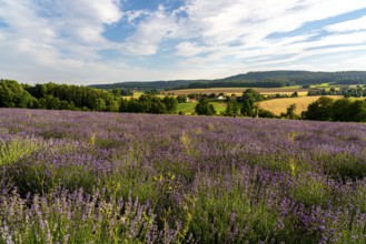 Lavender fields in East Westphalia Lippe, OWL, near the village of Fromhausen, near Detmold, the