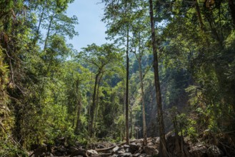 Rainforest, nature, landscape, clean, environment, rainforest, jungle, green, ecological,