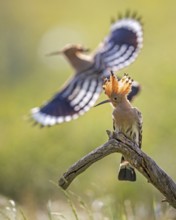 Hoopoe (Upupa epops) Bird of the Year 2022, erected bonnet, pair at the breeding den, golden hour,