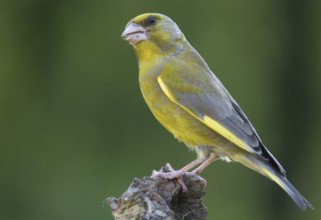 Animal, Animals, Bird, Birds, Finches, Greenfinch, Finch