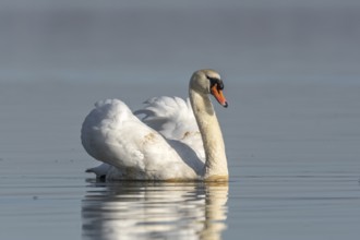 Mute swan (Cygnus olor) swimming on the water of a lake, Bas-Rhin, Alsace, Grand Est, France,