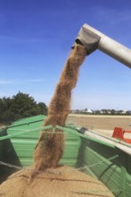 Grain harvest with combine harvester, the grain is unloaded