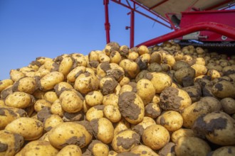 Farmer Hartmut Magin from Mutterstadt harvesting early potatoes in the Palatinate (Mutterstadt,