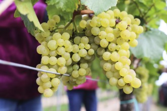 Grape grape harvest: Hand-picking of Chardonnay grapes in the Palatinate (Norbert Groß winery,