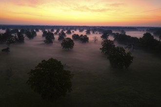 Aerial view, lake landscape, reed bed, foggy mood, sunrise, solitary oak, biotope, habitat, Elbe