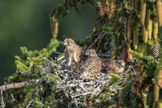 Common kestrel (Falco tinnunculus), young birds not yet ready to fly in the nest,