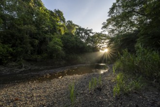 Atmospheric morning light with sun star at a stream in the tropical rainforest, Corcovado National