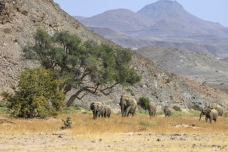 Desert elephants (Loxodonta africana) in the Huab dry river, Damaraland, Kunene region, Namibia,