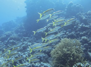 Shoal of snappers, dive site Umm Gammar Reef, Red Sea, Egypt, Africa