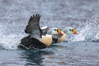 King eider (Somateria spectabilis), male, Batsfjord, Båtsfjord, Varanger Peninsula, Finnmark,