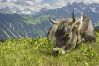 Allgäu brown cattle (Bos primigenius taurus) on the Fellhorn, behind them the Allgäu main ridge