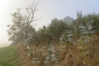 Foggy landscape, birch trees (Betula) and broom (Genista) with spider webs, North Rhine-Westphalia,