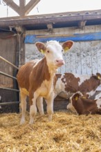 A calf stands in a barn full of straw next to other resting cattle on a farm, Haselstaller Hof,