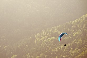 Paraglider flying over the forest, Alsace, France, Europe