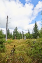 Vegetation with Norway spruce (Picea abies) and colored European blueberry (Vaccinium myrtillus) on