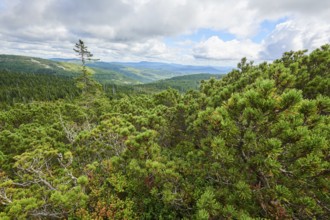 Scots pine (Pinus sylvestris) growing on Mount Lusen in late summer, Bavarian Forest, Bavaria,