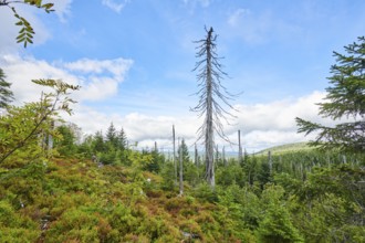 Vegetation with Norway spruce (Picea abies) and colored European blueberry (Vaccinium myrtillus) on