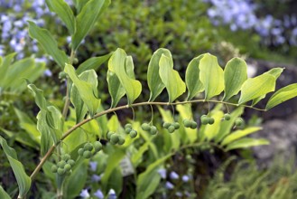 Solomon's seal (Polygonatum multiflorum), Botanical Garden, Erlangen, Middle Franconia, Bavaria,